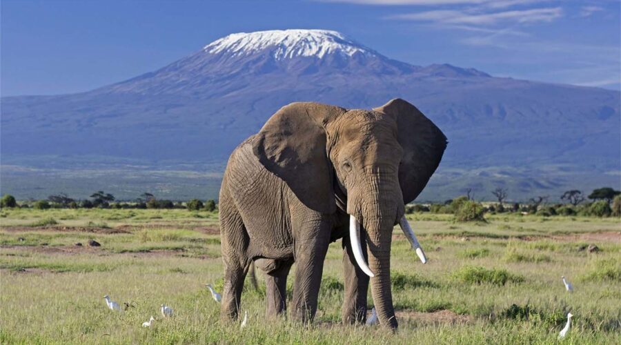 Amboseli Elephant spotted on a 5-Day Kenya Wildlife Safari An elephant with Kilimanjaro Backdrop soptted on an Amboseli Day Trip