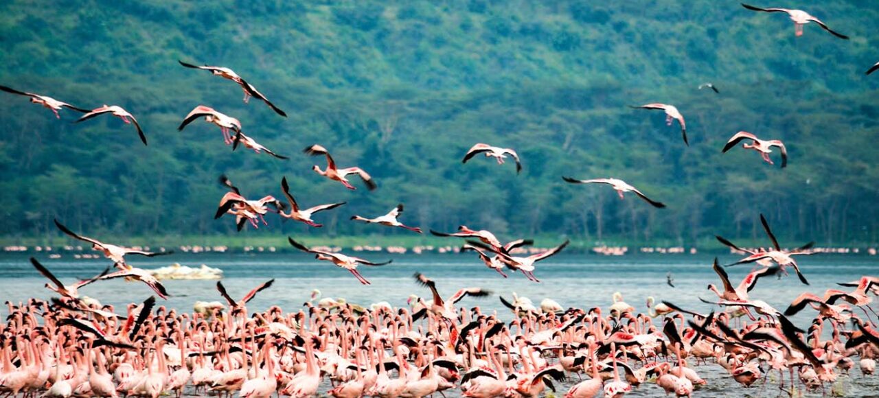 Flamingoes at Lake Nakuru National Park spotted on a Lake Nakuru Day Trip