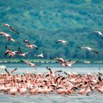 Flamingoes at Lake Nakuru National Park spotted on a Lake Nakuru Day Trip