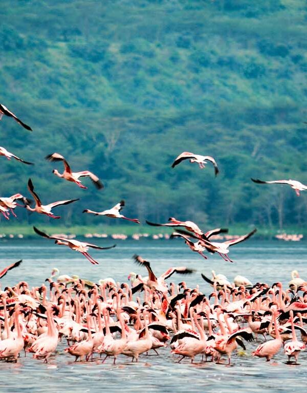 Flamingoes at Lake Nakuru National Park spotted on a Lake Nakuru Day Trip
