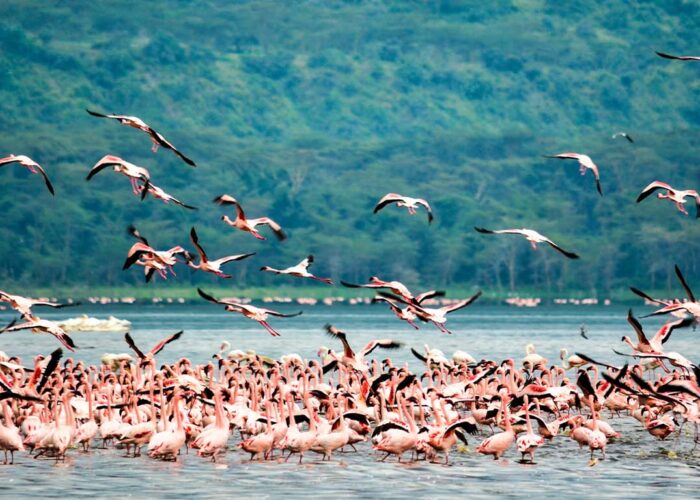 Flamingoes at Lake Nakuru National Park spotted on a Lake Nakuru Day Trip