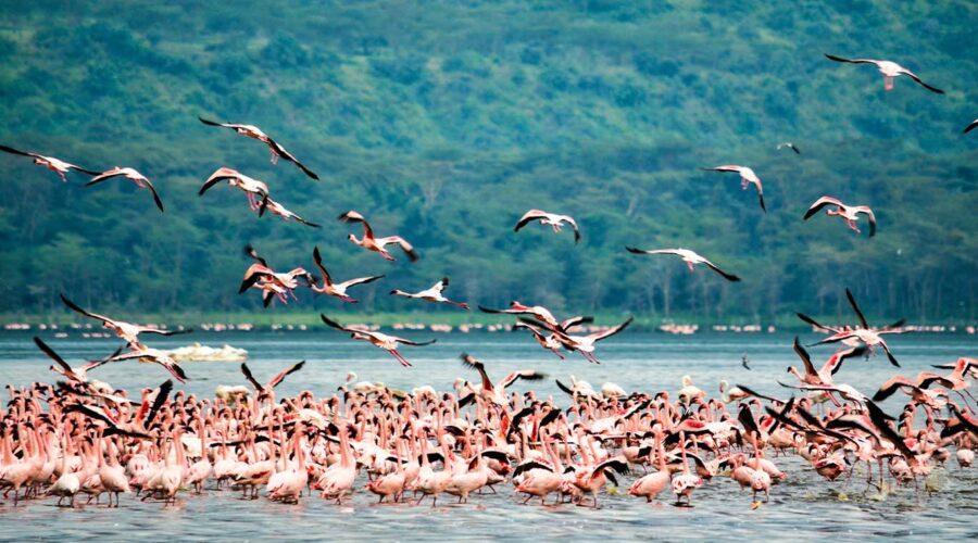 Flamingoes at Lake Nakuru National Park spotted on a Lake Nakuru Day Trip