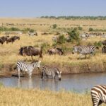 Zebras and Wildebeest spotted during a 7-Day Kenya Safari