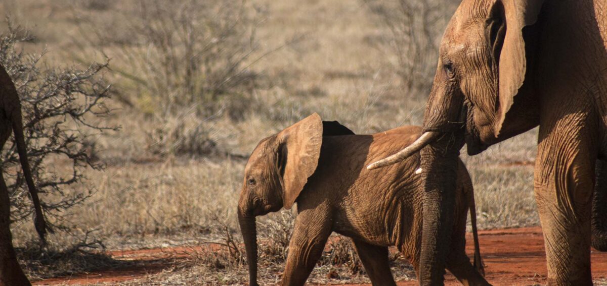 Elephants spotted on a 5 Day Amboseli, Tsavo West & East Kenya Safari