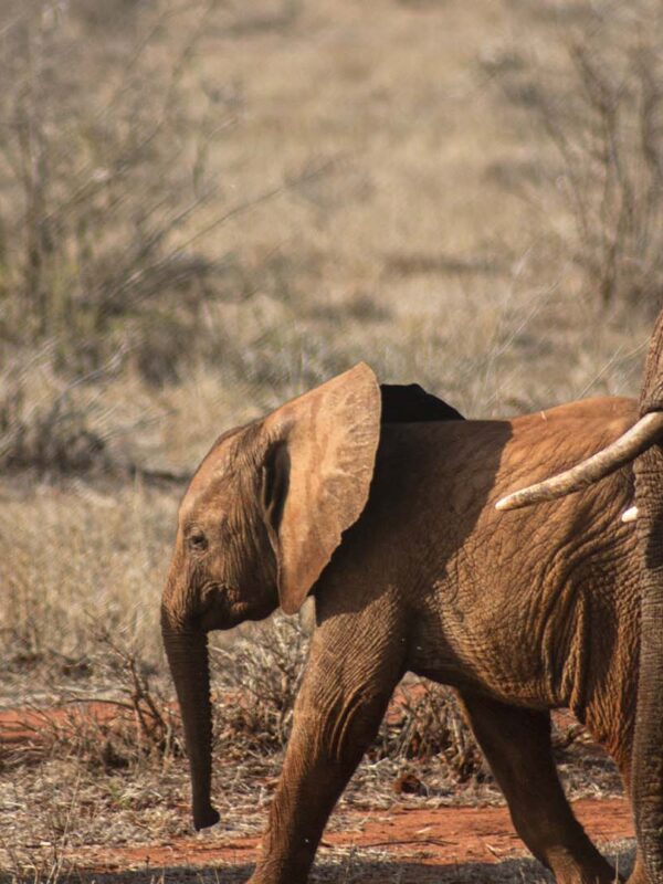 Elephants spotted on a 5 Day Amboseli, Tsavo West & East Kenya Safari