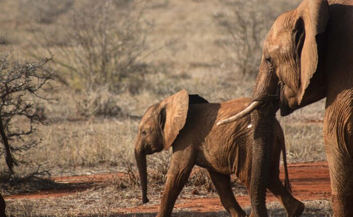 Elephants spotted on a 5 Day Amboseli, Tsavo West & East Kenya Safari