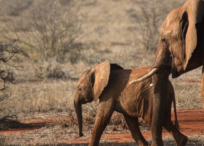 Elephants spotted on a 5 Day Amboseli, Tsavo West & East Kenya Safari