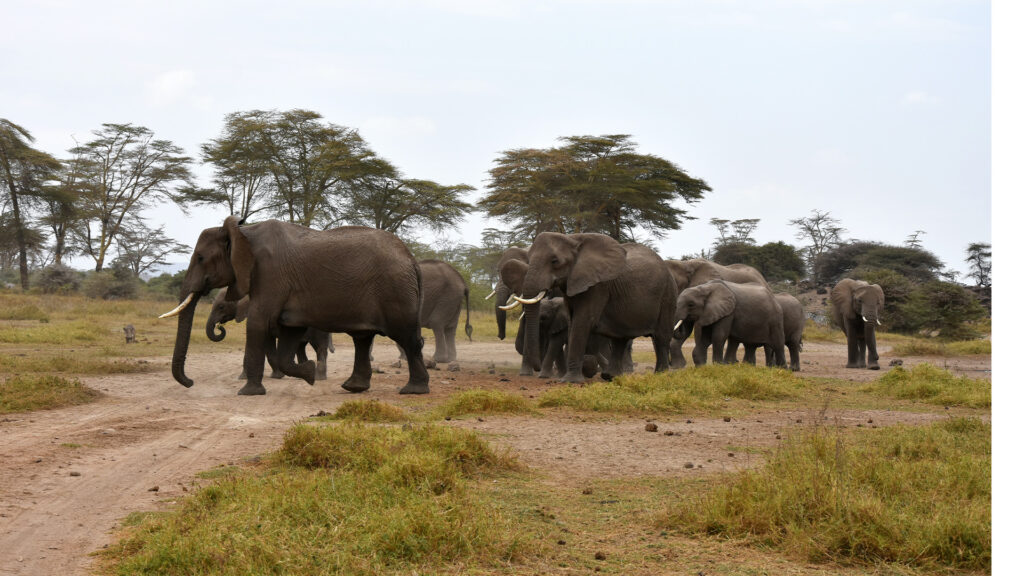 Elephants at Kimana Wildlife Sanctuary