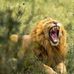A Lion Captured yawning during a 5 Day Kenya Safari