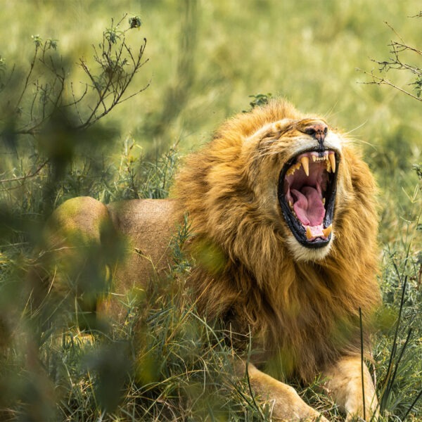 A Lion Captured yawning during a 5 Day Kenya Safari