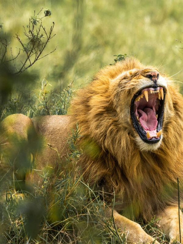 A Lion Captured yawning during a 5 Day Kenya Safari