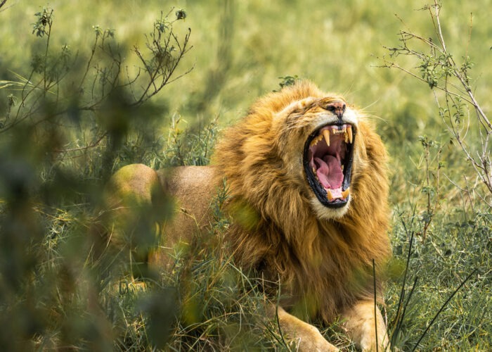 A Lion Captured yawning during a 5 Day Kenya Safari