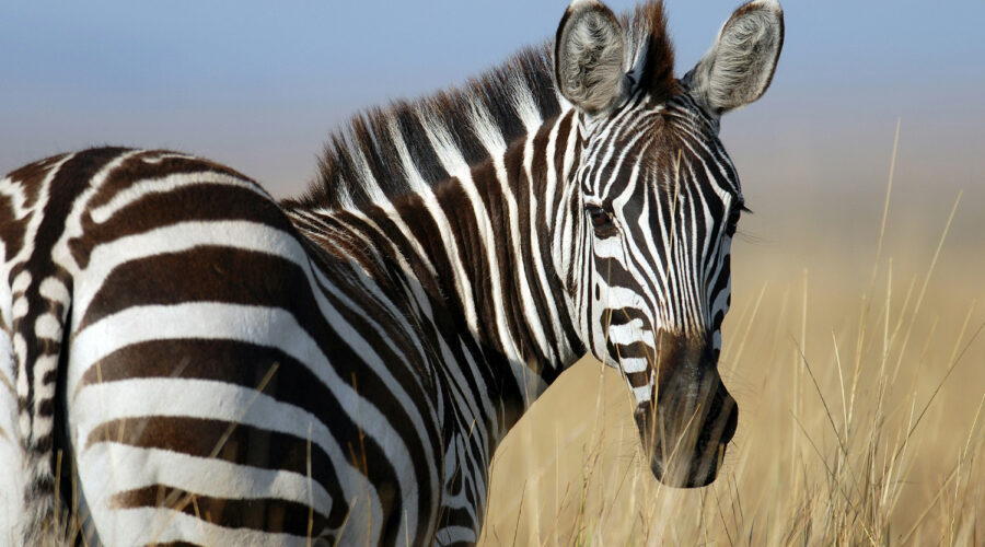 Cheap Masai Mara Safari Packages