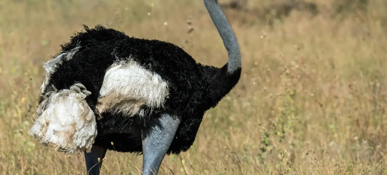 Somali Ostrich one of the Samburu Special Five Animals