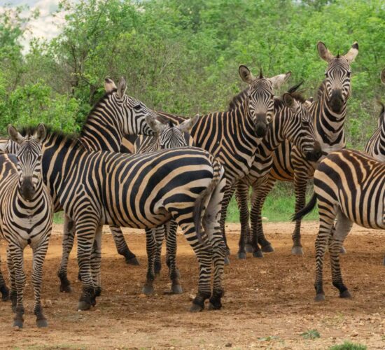 Zebras captured in Tsavo West During a 5 Day Amboseli, Tsavo West & East Kenya Safari. Tsavo East