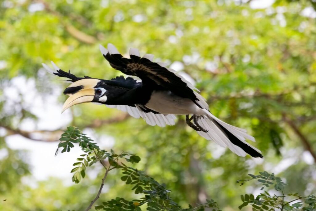 Hornbill at Arusha National Park