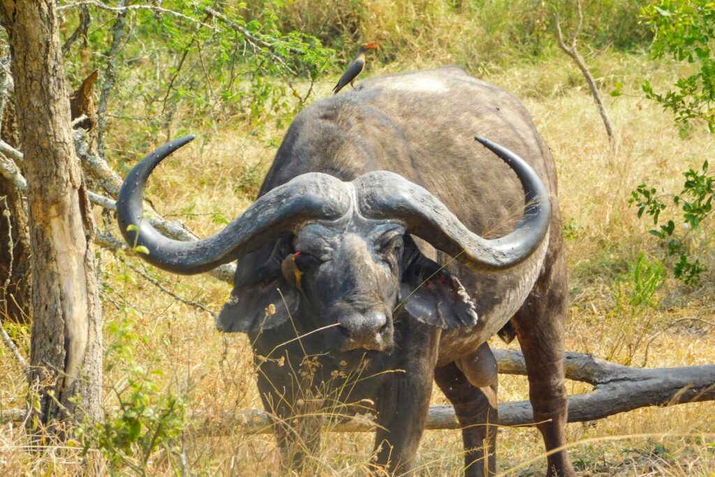 Buffalo at Akagera National Park