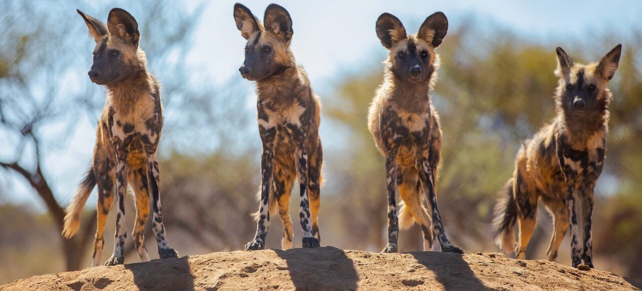 A pack of African wild dogs resting in the shade during a safari