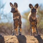A pack of African wild dogs resting in the shade during a safari