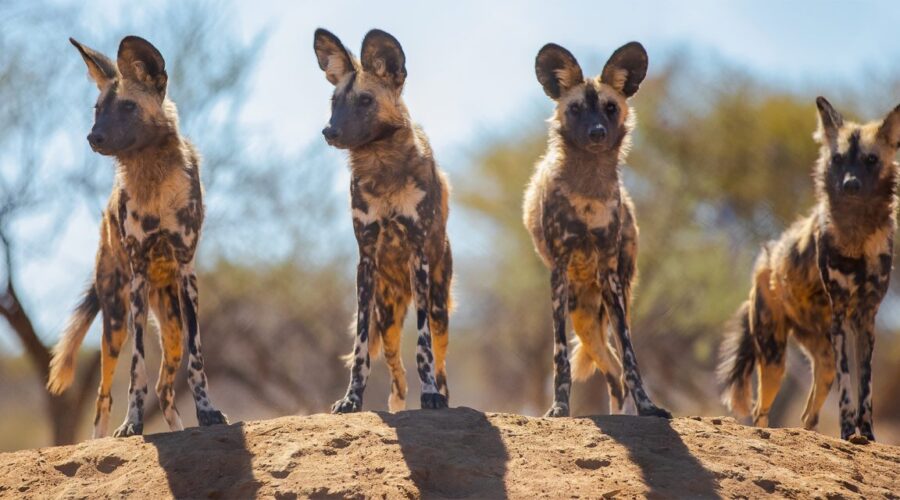A pack of African wild dogs resting in the shade during a safari