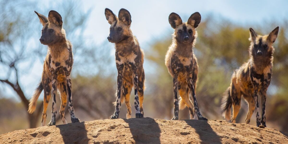 A pack of African wild dogs resting in the shade during a safari
