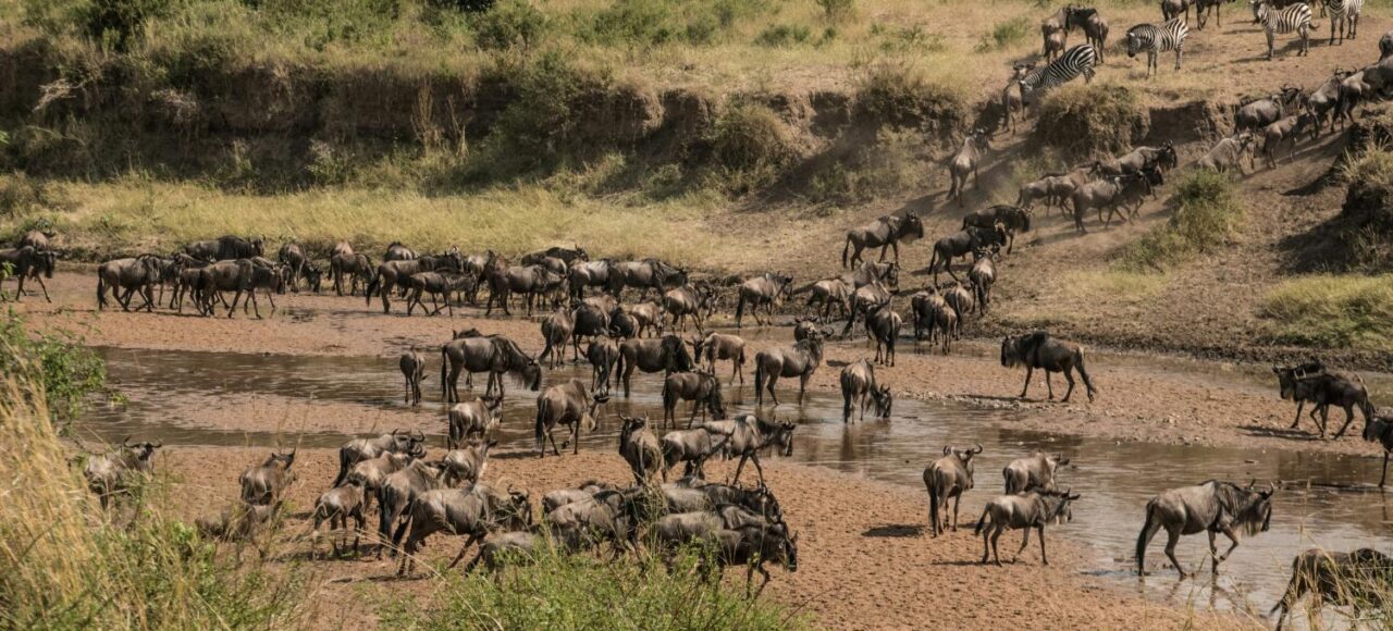 Wildebeest crossing the Sand River spotted during a 6-Day Kenya Safari Itinerary