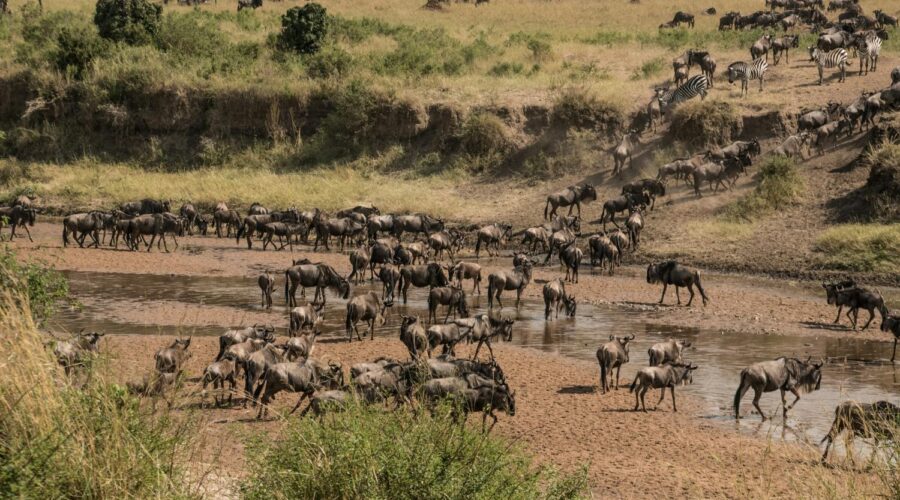 Wildebeest crossing the Sand River spotted during a 6-Day Kenya Safari Itinerary