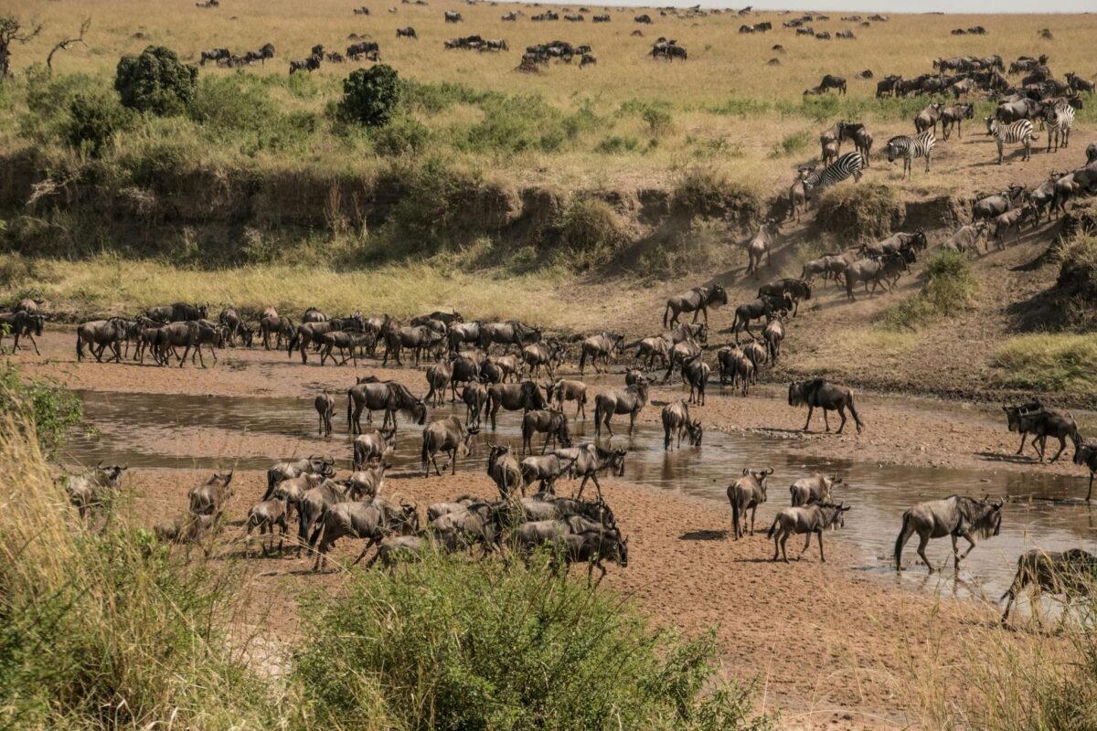Wildebeest crossing the Sand River spotted during a 6-Day Kenya Safari Itinerary