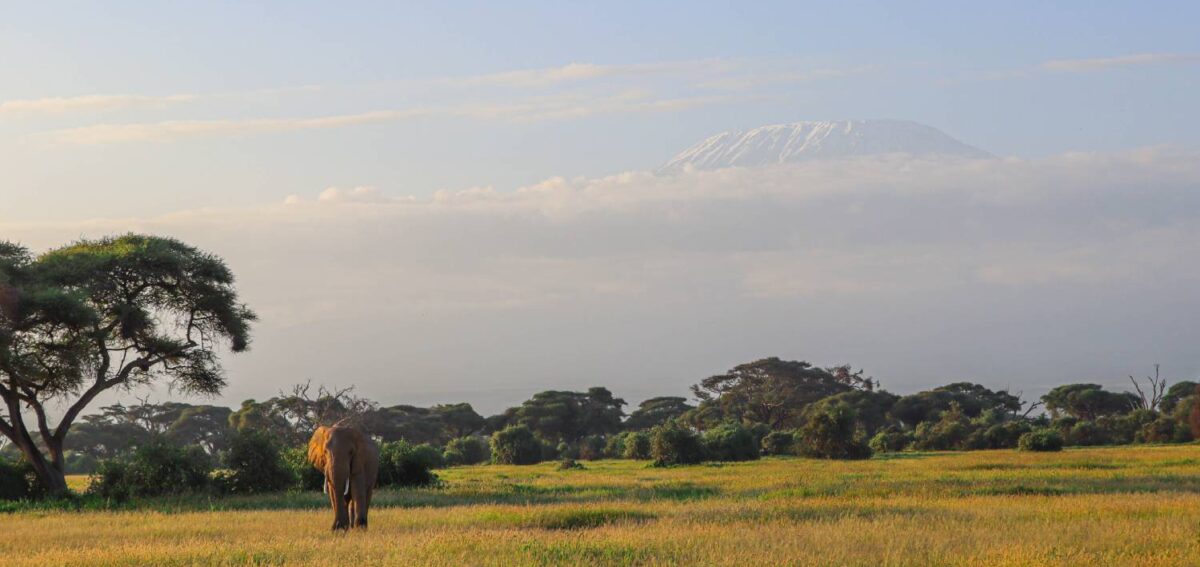 A photo of an elephant captured in Amboseli with Kili on a 6-Day Kenya Classic Safari
