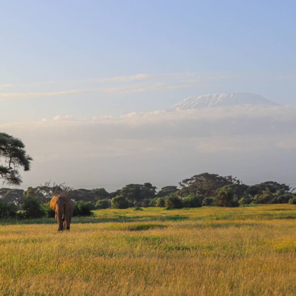 A photo of an elephant captured in Amboseli with Kili on a 6-Day Kenya Classic Safari and 5-Day Kenya Wildlife Safari