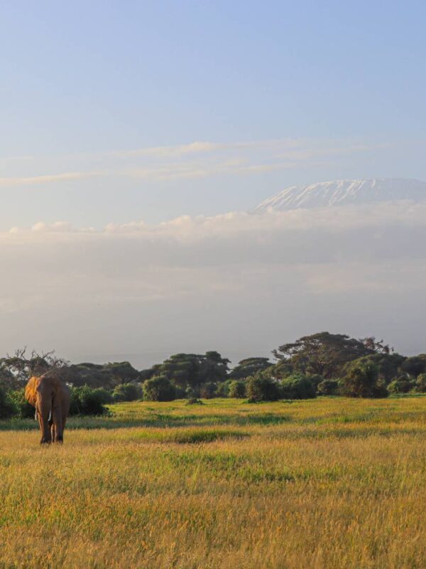 A photo of an elephant captured in Amboseli with Kili on a 6-Day Kenya Classic Safari