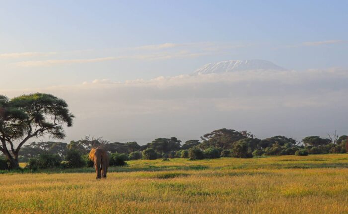 A photo of an elephant captured in Amboseli with Kili on a 6-Day Kenya Classic Safari