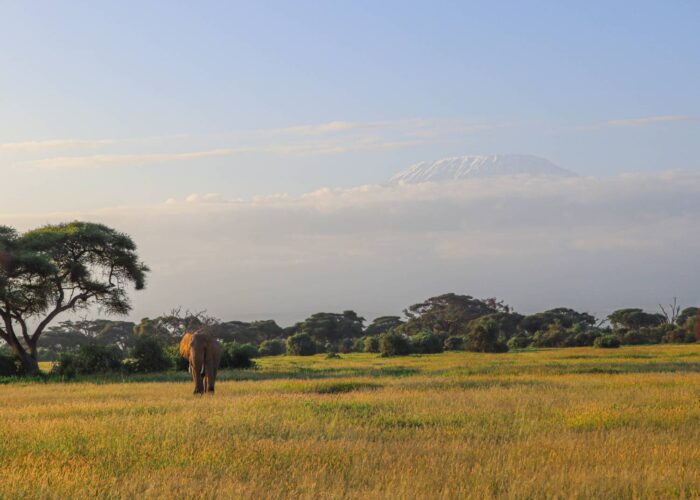 A photo of an elephant captured in Amboseli with Kili on a 6-Day Kenya Classic Safari