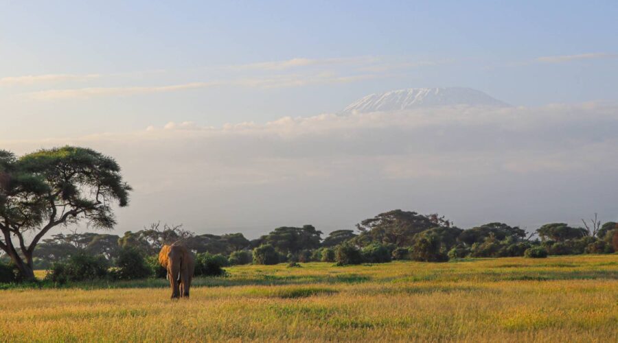 A photo of an elephant captured in Amboseli with Kili on a 6-Day Kenya Classic Safari