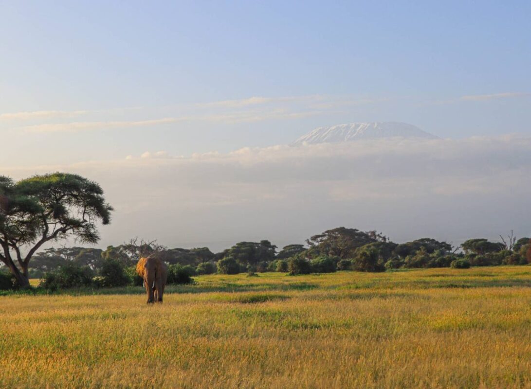 A photo of an elephant captured in Amboseli with Kili on a 6-Day Kenya Classic Safari