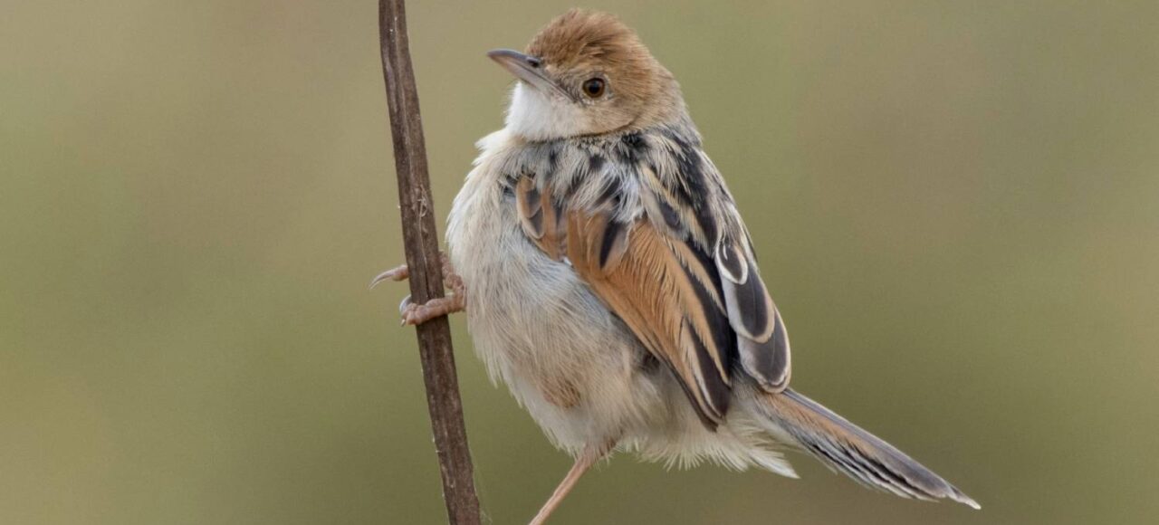 Cisticola spotted on an 11 Day Kenya Birding Safari