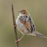 Cisticola spotted on an 11 Day Kenya Birding Safari