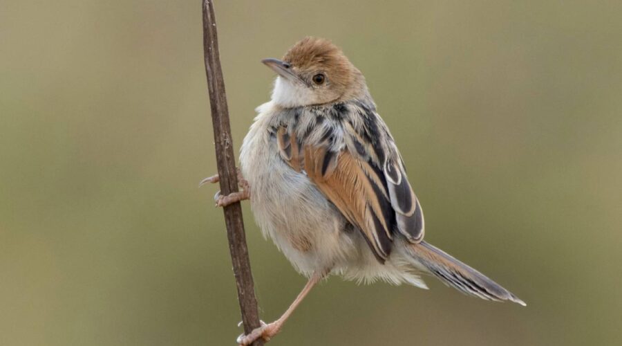 Cisticola spotted on an 11 Day Kenya Birding Safari