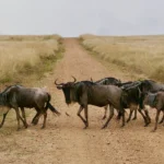 Wildebeest crossing the Road in Masai Mara spotted on a 8-Day Kenya Safari (Amboseli L Naivasha & Nakuru Masai Mara)