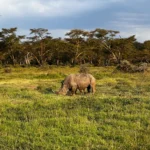 Rhino spotted at lake Nakuru on a 5 Day Kenya Big Five Safari