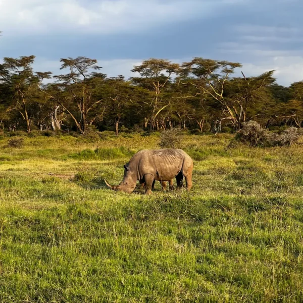 Rhino spotted at lake Nakuru on a 5 Day Kenya Big Five Safari