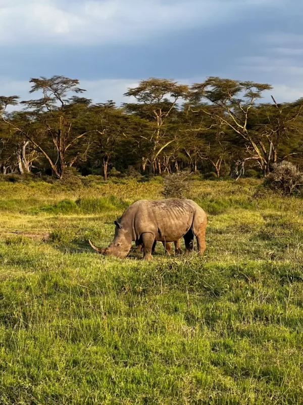 Rhino spotted at lake Nakuru on a 5 Day Kenya Big Five Safari