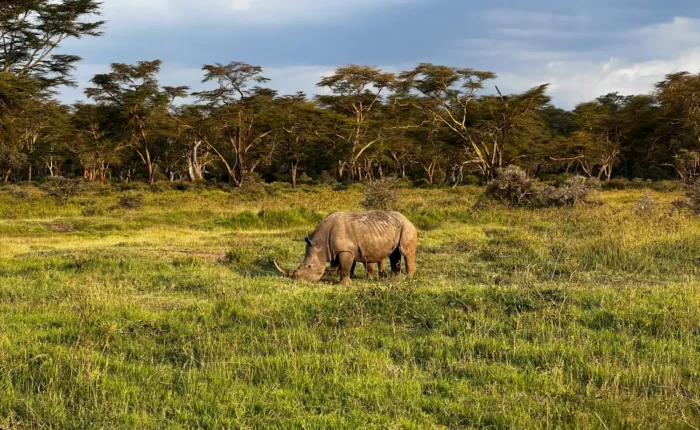 Rhino spotted at lake Nakuru on a 5 Day Kenya Big Five Safari