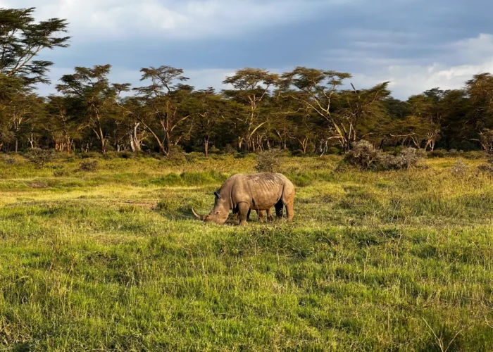 Rhino spotted at lake Nakuru on a 5 Day Kenya Big Five Safari
