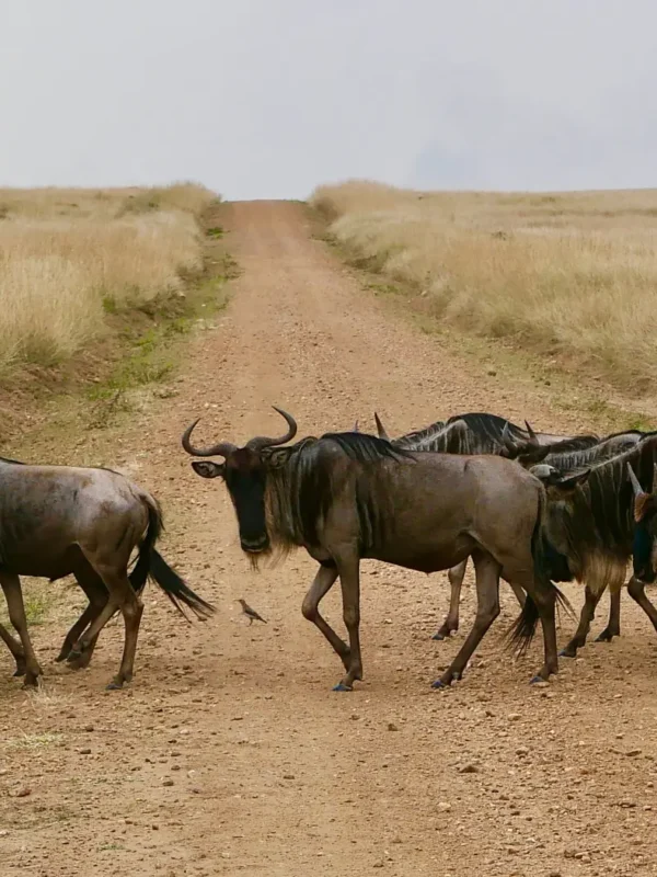 Wildebeest crossing the Road in Masai Mara spotted on a 8-Day Kenya Safari (Amboseli L Naivasha & Nakuru Masai Mara)
