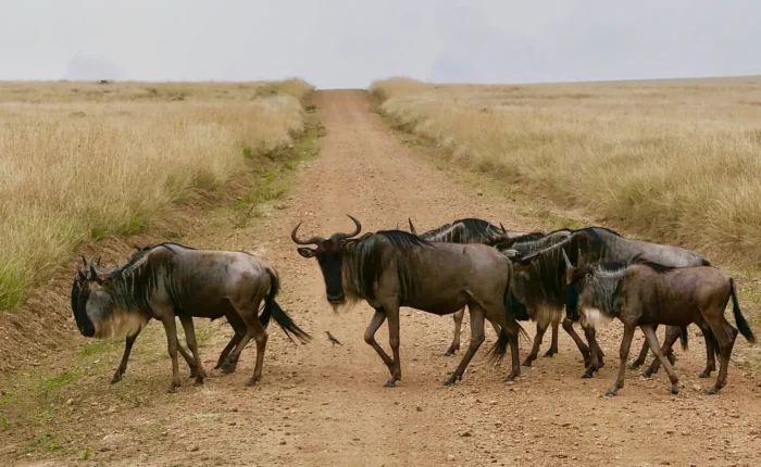 Wildebeest crossing the Road in Masai Mara spotted on a 8-Day Kenya Safari (Amboseli L Naivasha & Nakuru Masai Mara)