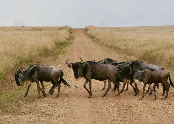 Wildebeest crossing the Road in Masai Mara spotted on a 8-Day Kenya Safari (Amboseli L Naivasha & Nakuru Masai Mara)