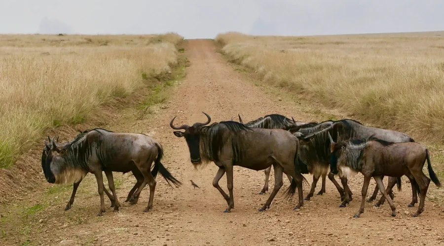 Wildebeest crossing the Road in Masai Mara spotted on a 8-Day Kenya Safari (Amboseli L Naivasha & Nakuru Masai Mara)