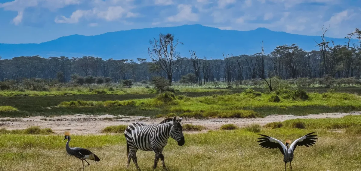 Zebra at Lake Nakuru spotted on a 10-Day Kenya Safari