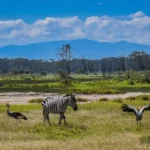 Zebra at Lake Nakuru spotted on a 10-Day Kenya Safari